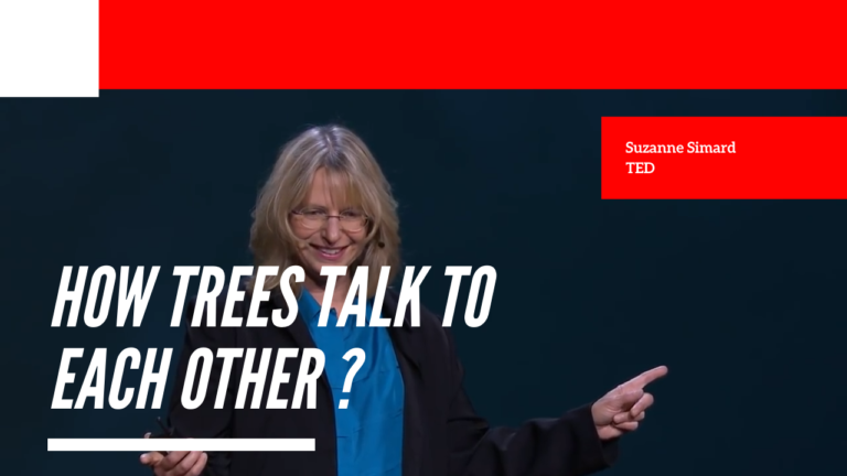 How trees talk to each other? - Suzanne Simard